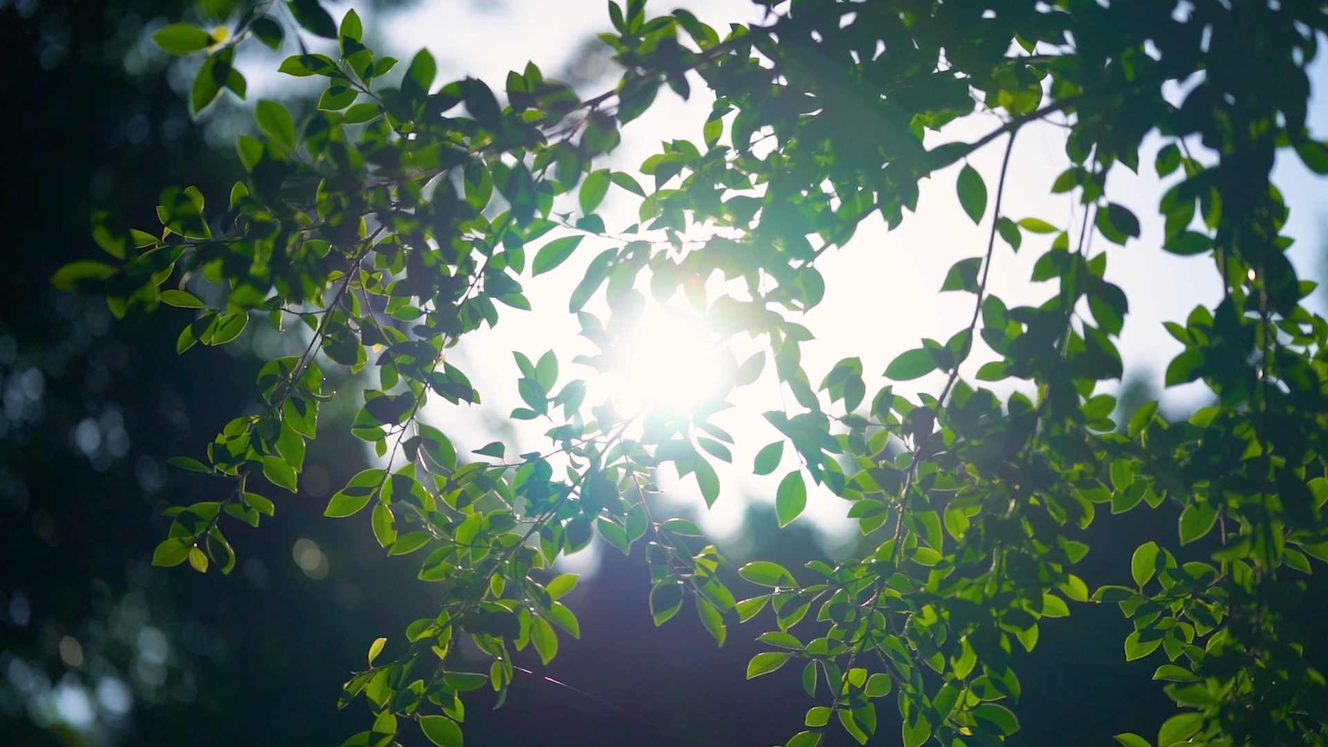 4k实拍阳光透过植物风光光影视频的预览图