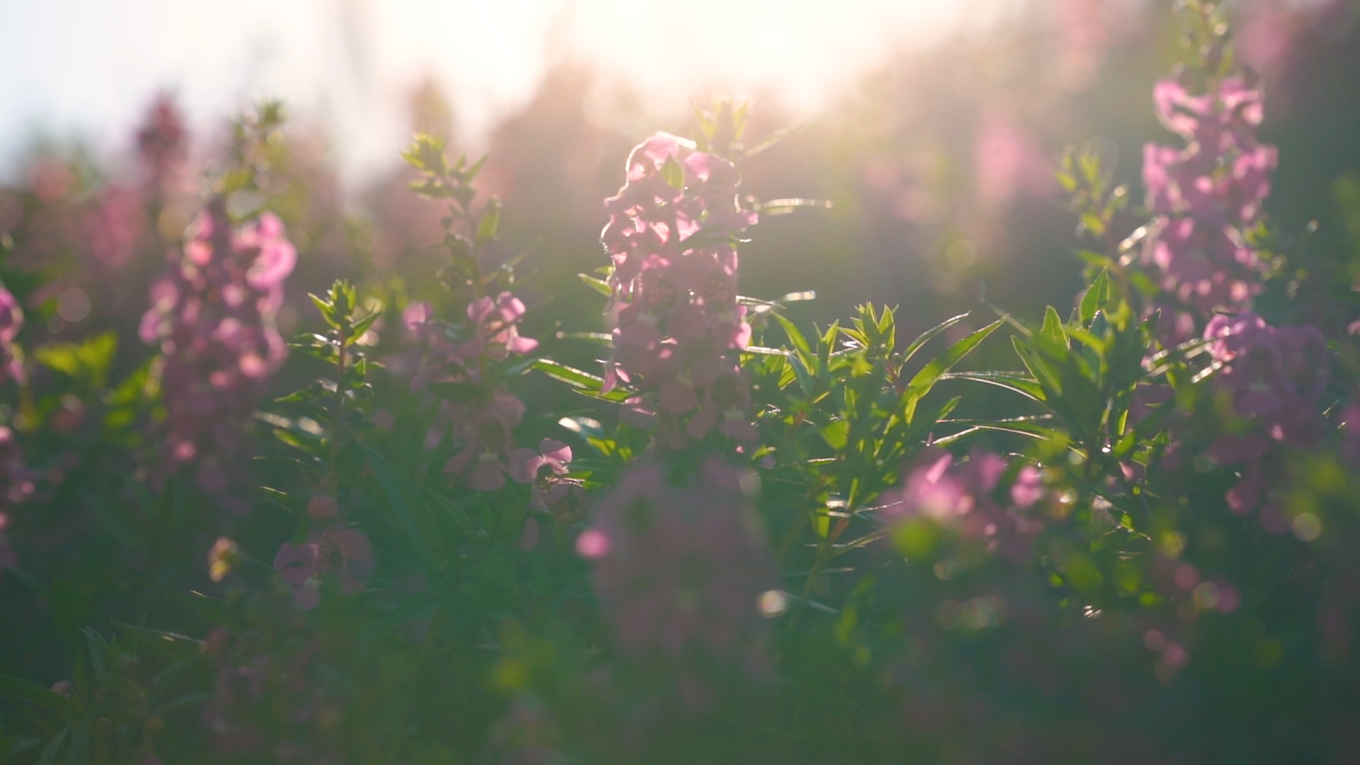 4k实拍唯美逆光阳光透过植物视频的预览图
