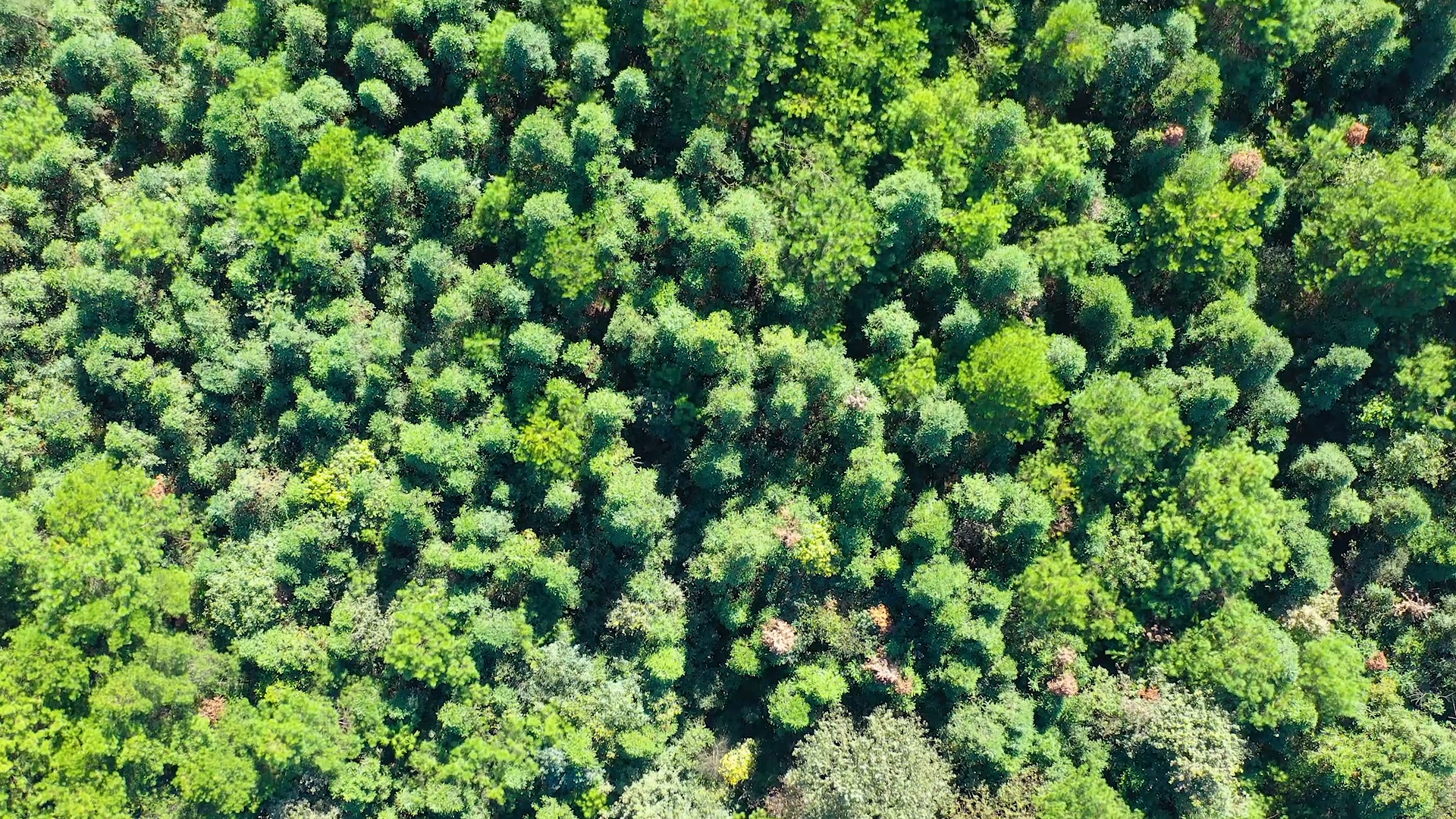 4k航拍风光秋天茂盛的森林视频的预览图