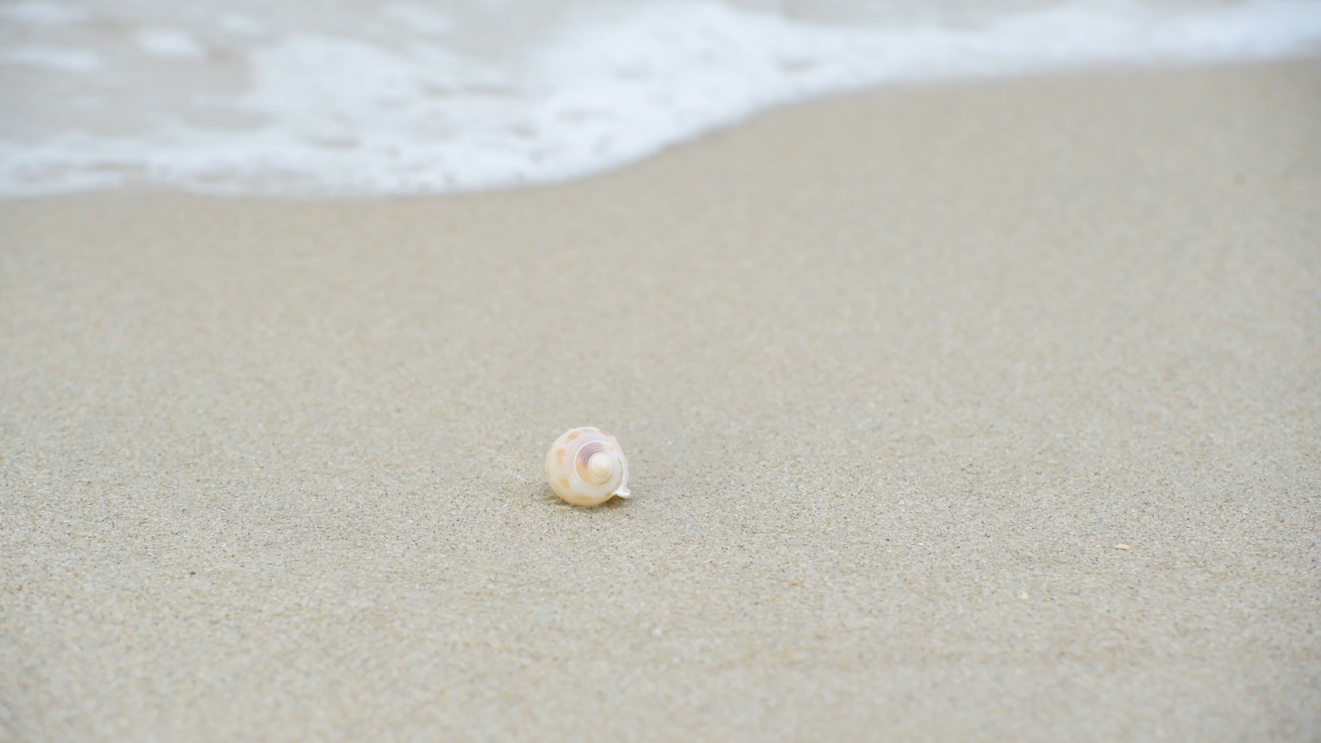 4K沙滩上海浪冲刷着贝壳视频的预览图