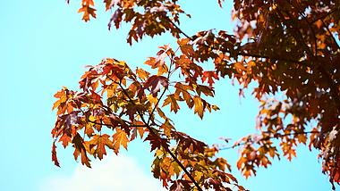 4k蓝天下随风飘动的枫叶空镜秋天风景视频的预览图