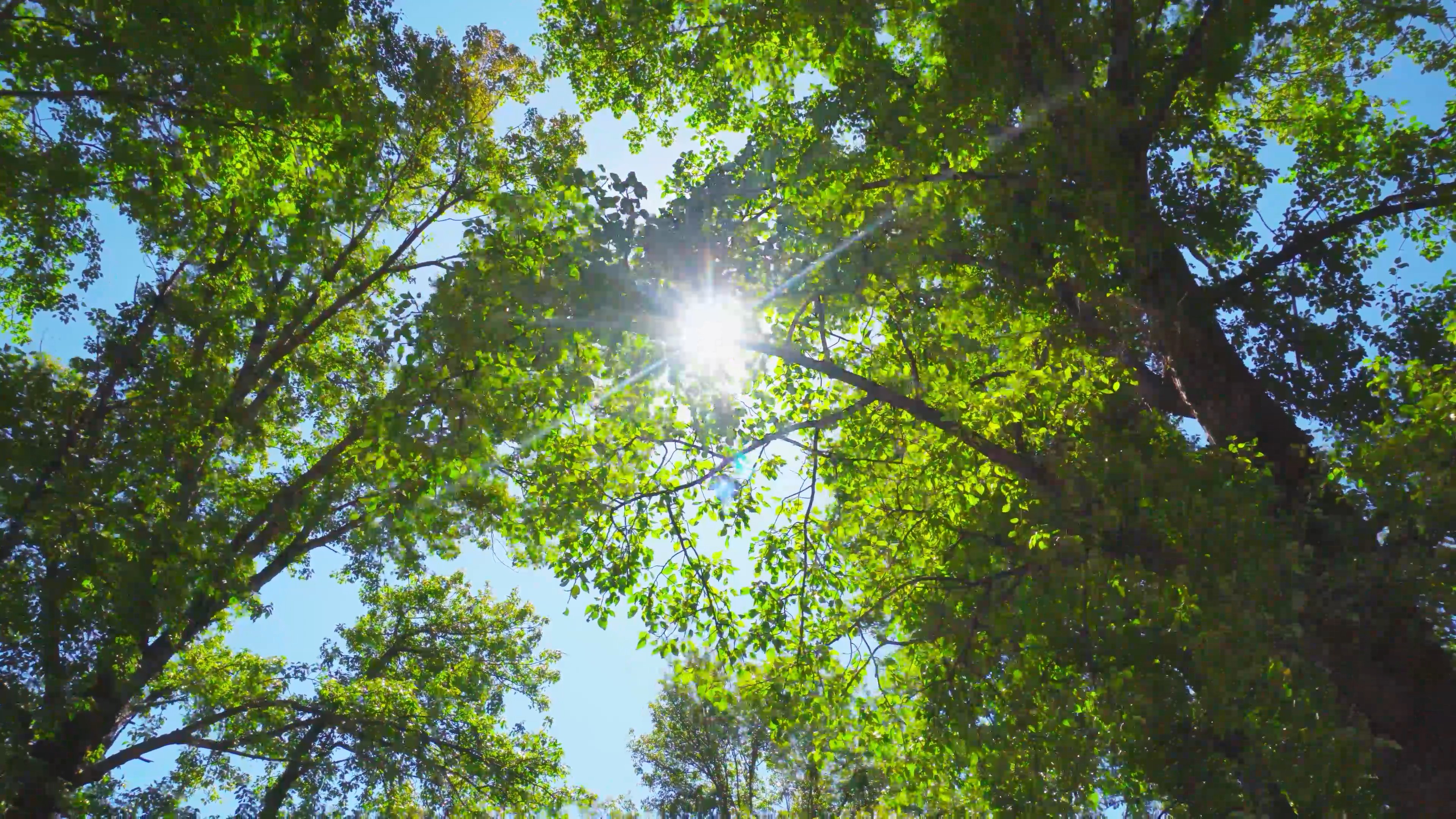 4K实拍蓝天下阳光穿透树林视频素材视频的预览图