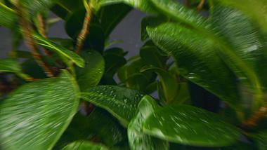清新绿色植物叶子穿梭LOGO片头视频的预览图
