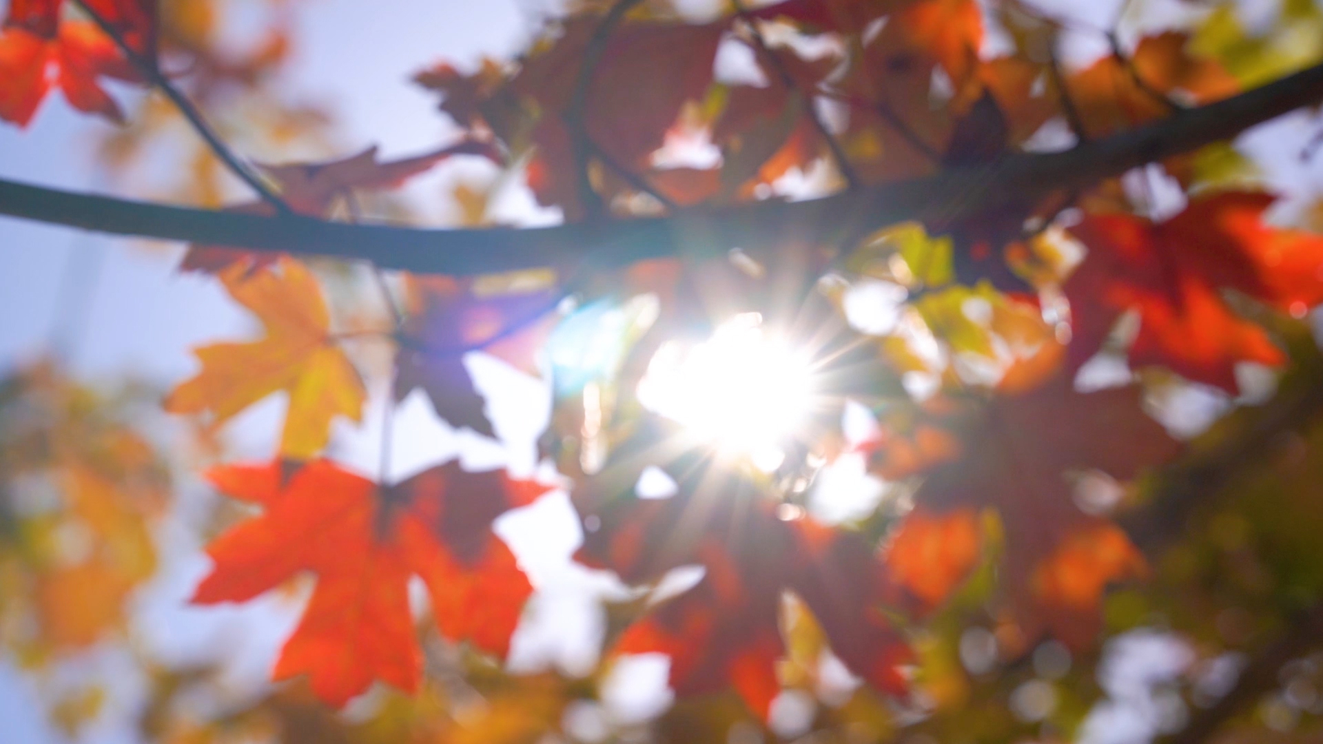 4k实拍唯美枫叶阳光透过植物视频的预览图