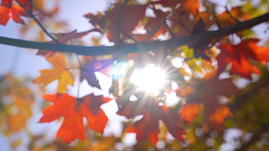 4k实拍唯美枫叶阳光透过植物视频的预览图