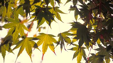 4K实拍自然风景枫叶逆光阳光穿过枫叶视频的预览图