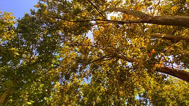 4K实拍自然风景秋天风景树林落叶视频的预览图