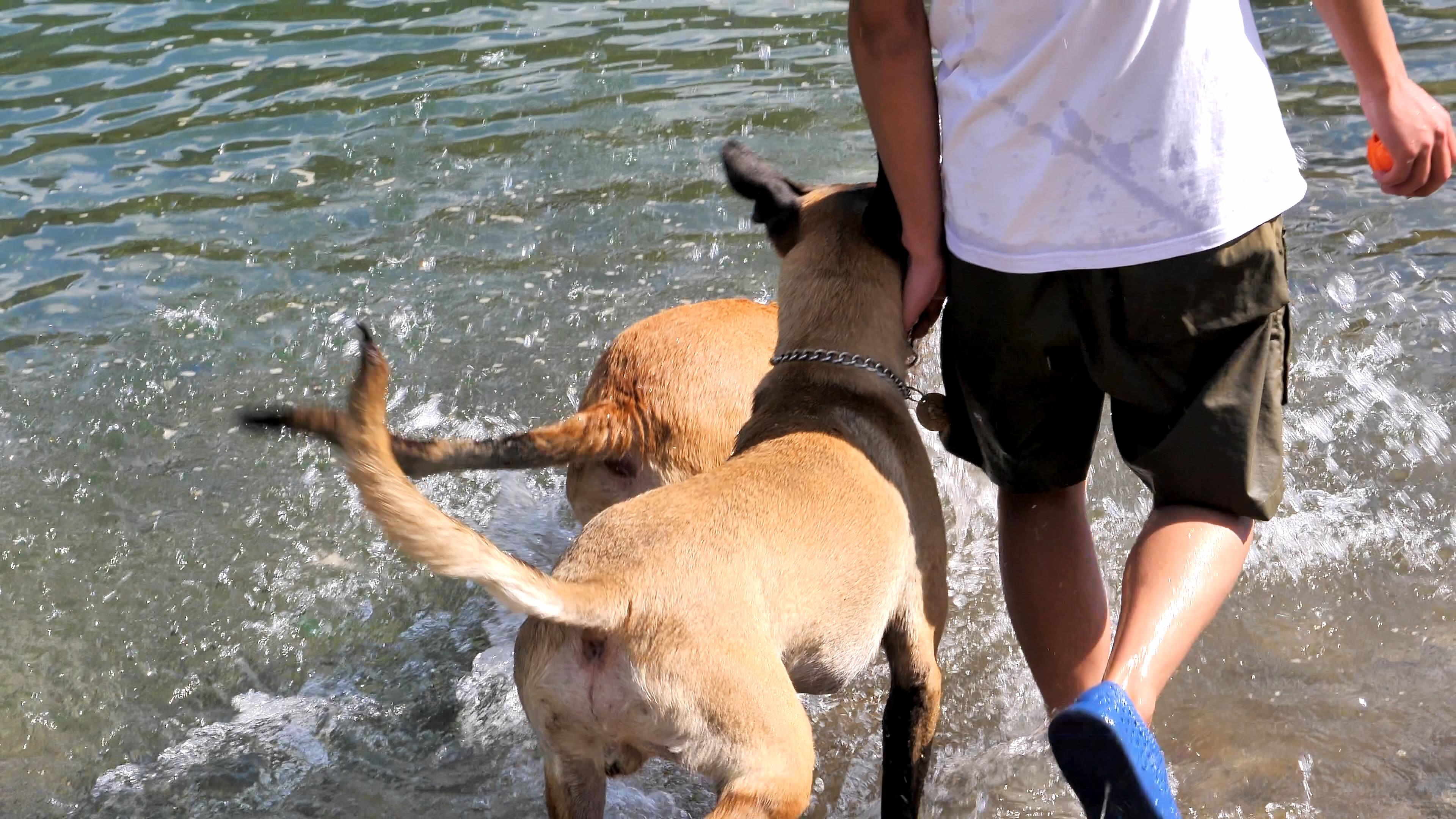 4K拍摄男孩河水中逗狗遛狗升格视频的预览图