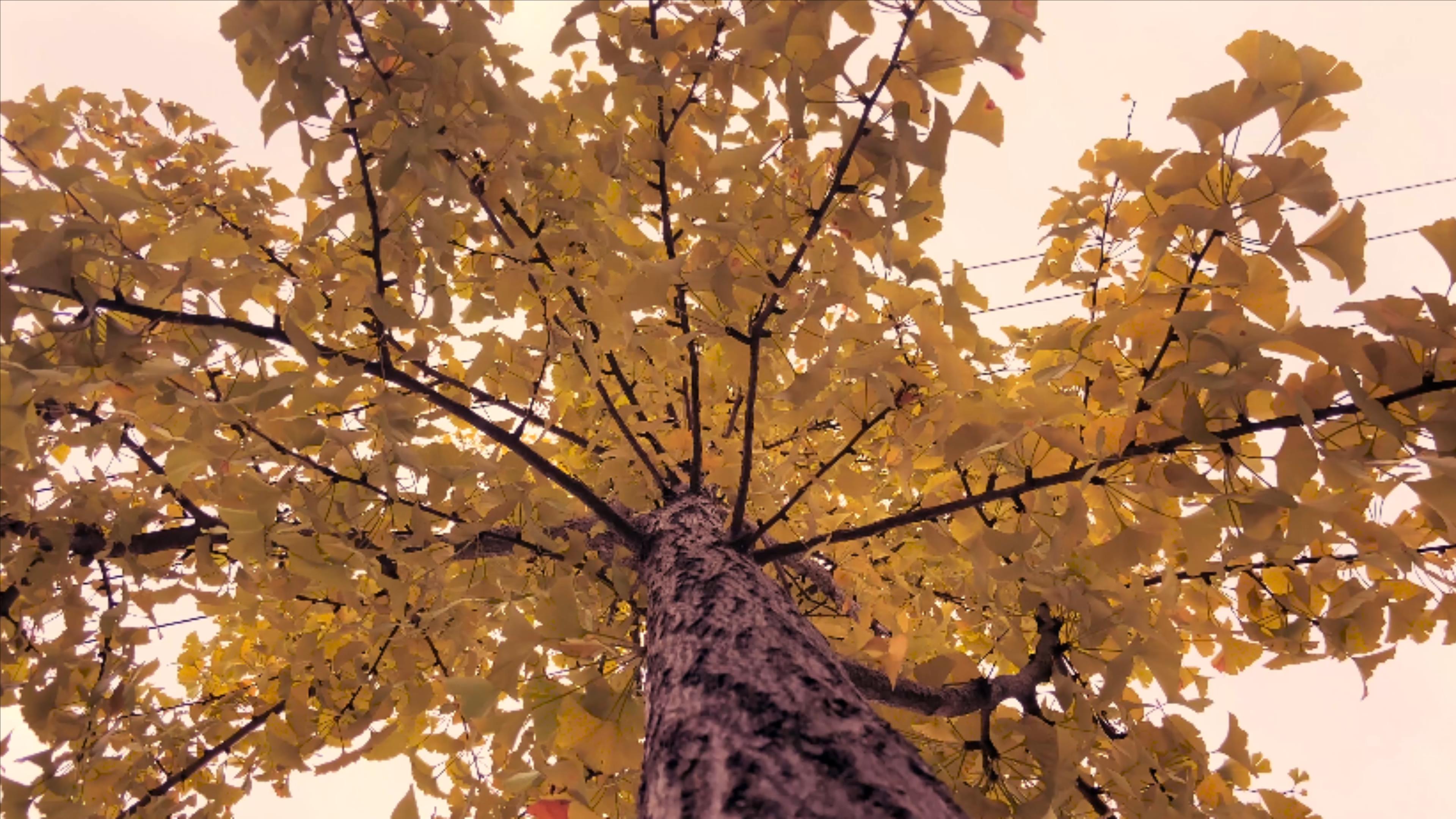 4K实拍金色银杏树秋天风景视频的预览图