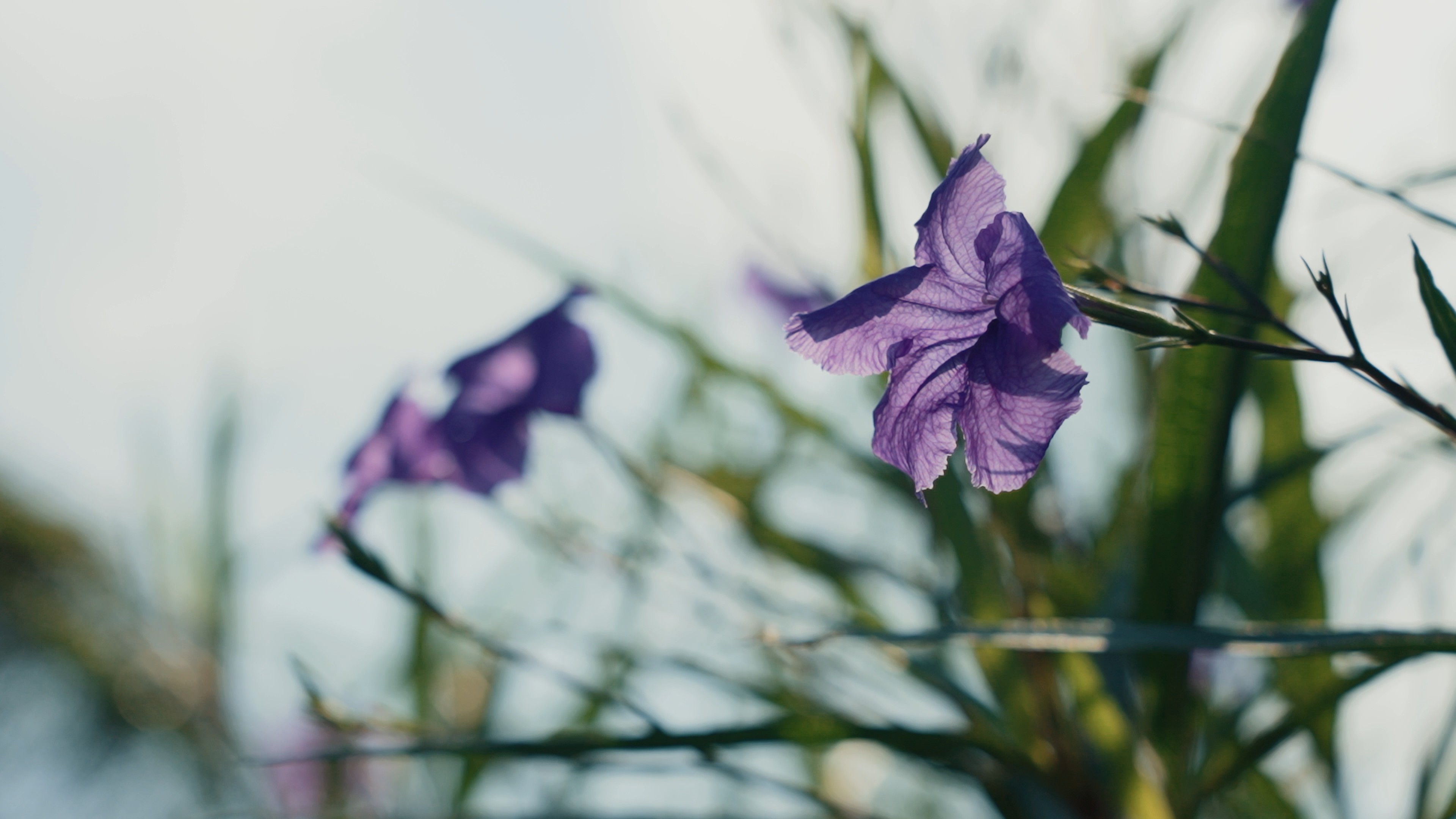 4k阳光下盛开的紫色花朵实拍植物风景视频的预览图