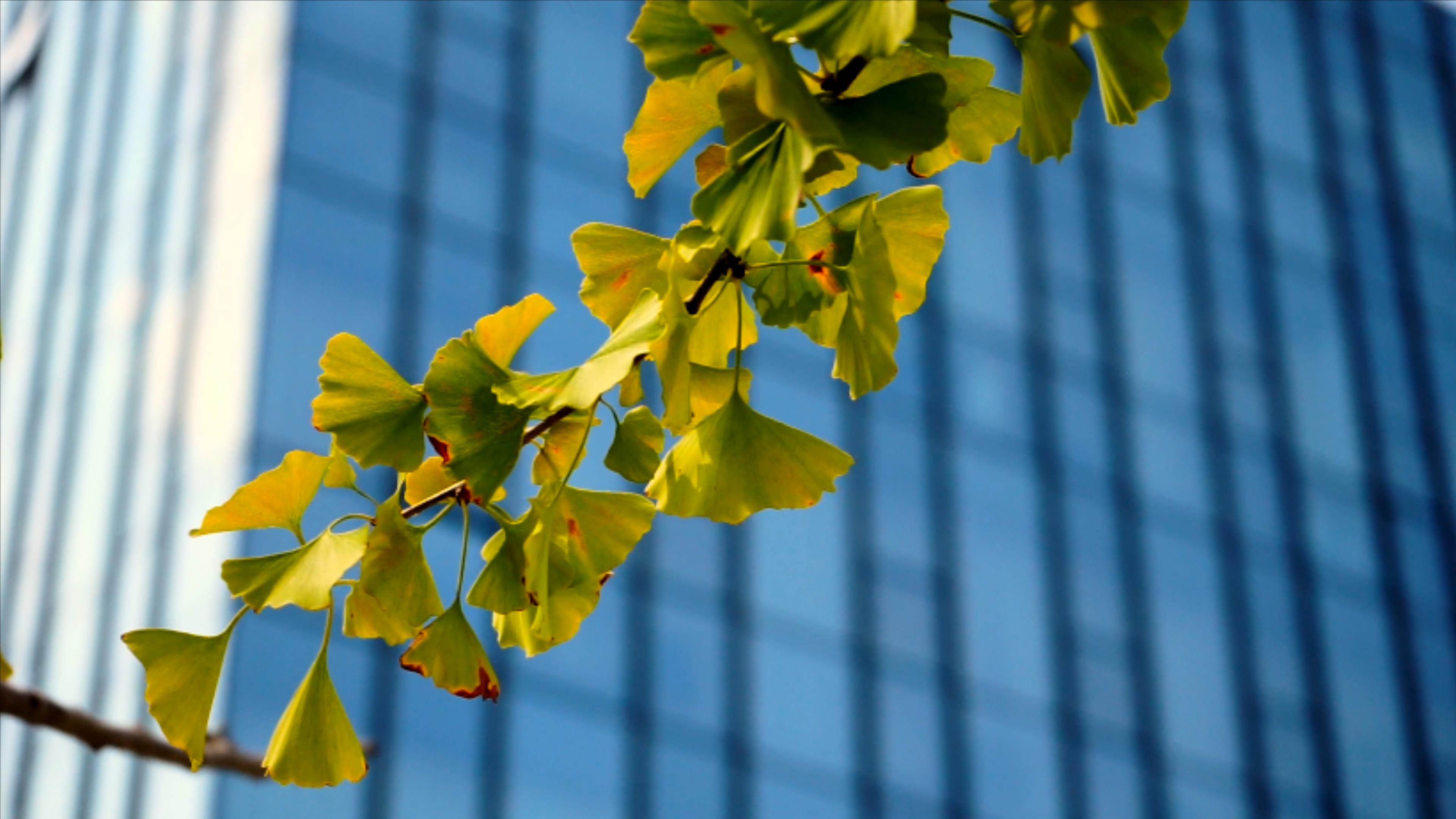 4K实拍金色银杏树树叶风景视频的预览图