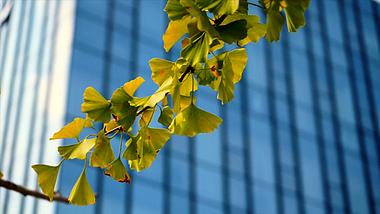 4K实拍金色银杏树树叶风景视频的预览图