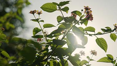 4k太阳穿过植物花朵唯美自然风景空镜视频的预览图