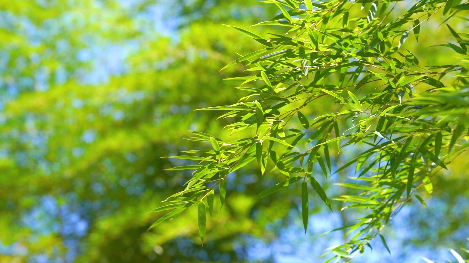 4k实拍唯美夏日飘动的竹子竹叶视频的预览图