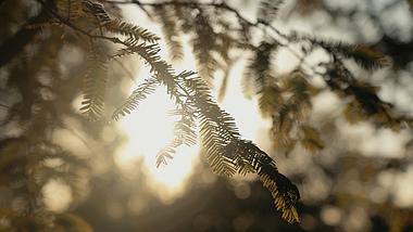 4k唯美阳光穿过水杉树叶自然光影空镜视频的预览图
