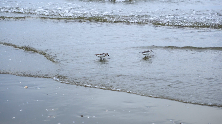 4K大海海鸥觅食空镜头斑胸滨鹬视频的预览图
