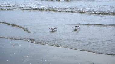 4K大海海鸥觅食空镜头斑胸滨鹬视频的预览图