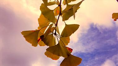 4K实拍自然风景金色银杏树树叶视频的预览图