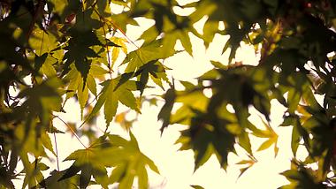 4K实拍逆光枫叶阳光穿过枫叶树影视频的预览图