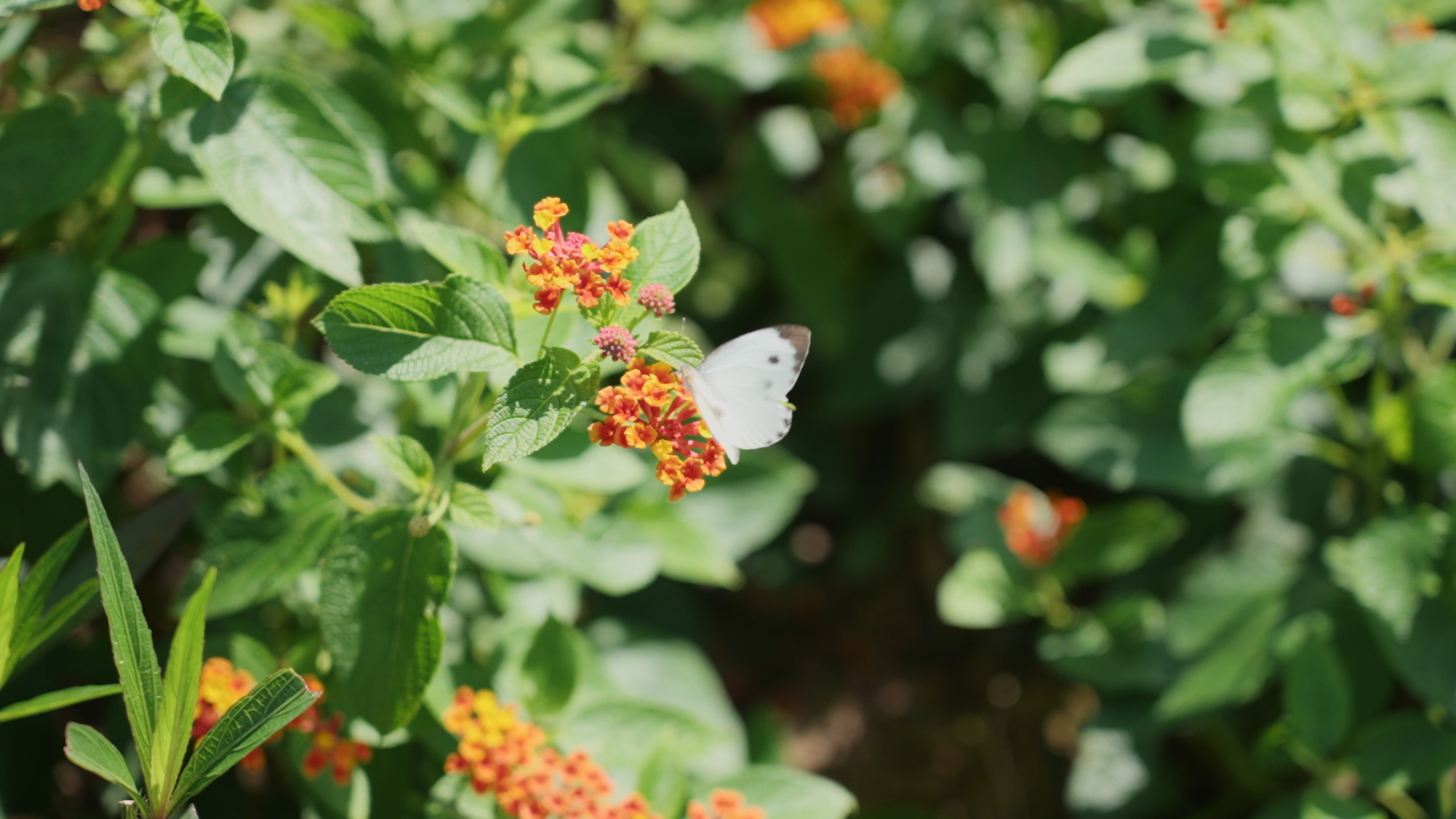 4k花朵的小蝴蝶昆虫自然风景实拍视频的预览图