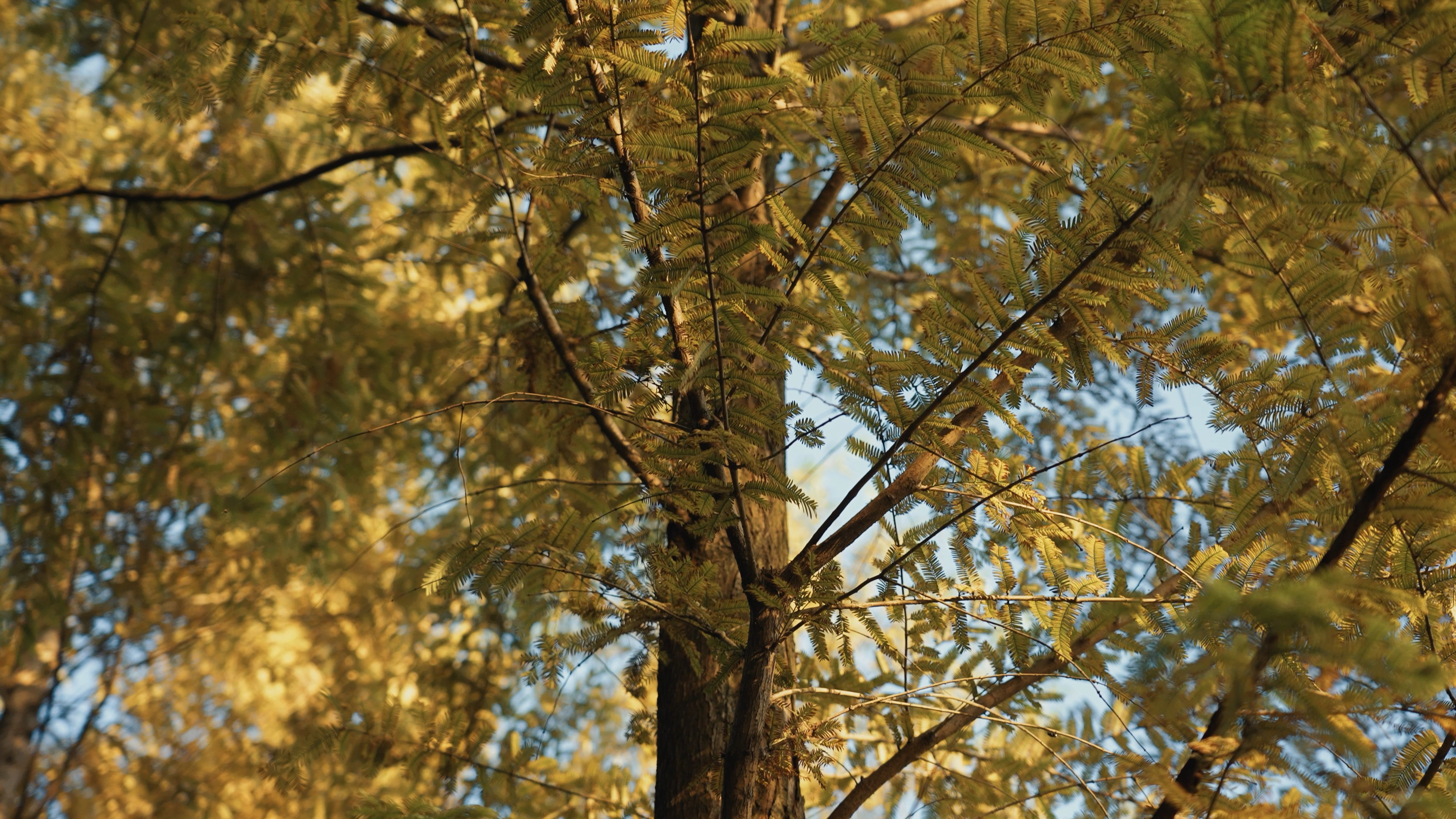 4k秋季阳光下的水杉树木植物空镜秋天风景视频的预览图