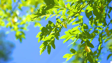 4k实拍唯美夏日阳光下的绿色植物视频的预览图