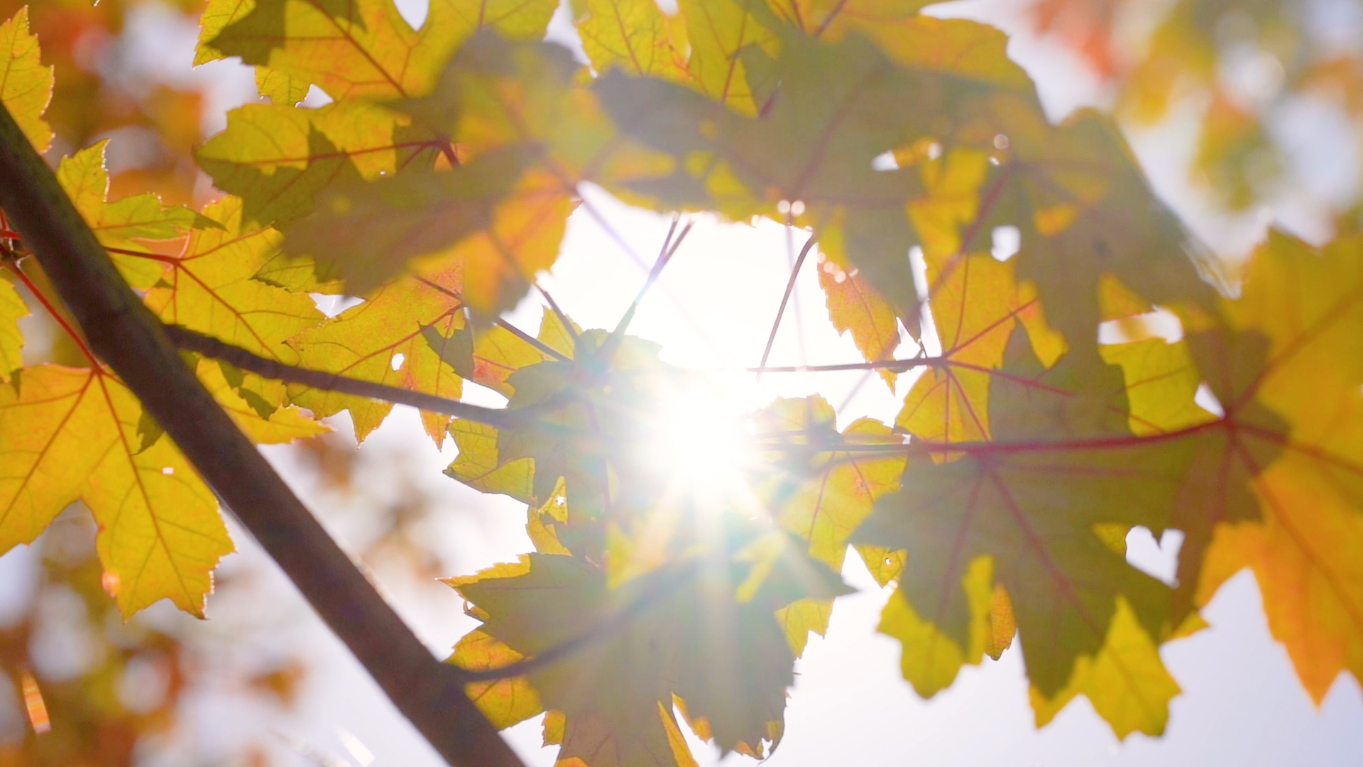 4k实拍唯美秋天阳光透过金色枫叶意境空镜视频的预览图