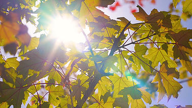 4K实拍唯美秋天阳光穿透枫叶风景空镜视频的预览图