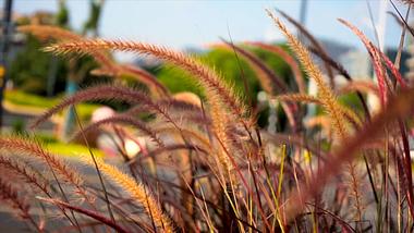 4K实拍自然风景枯黄的芦苇草秋天景色视频的预览图