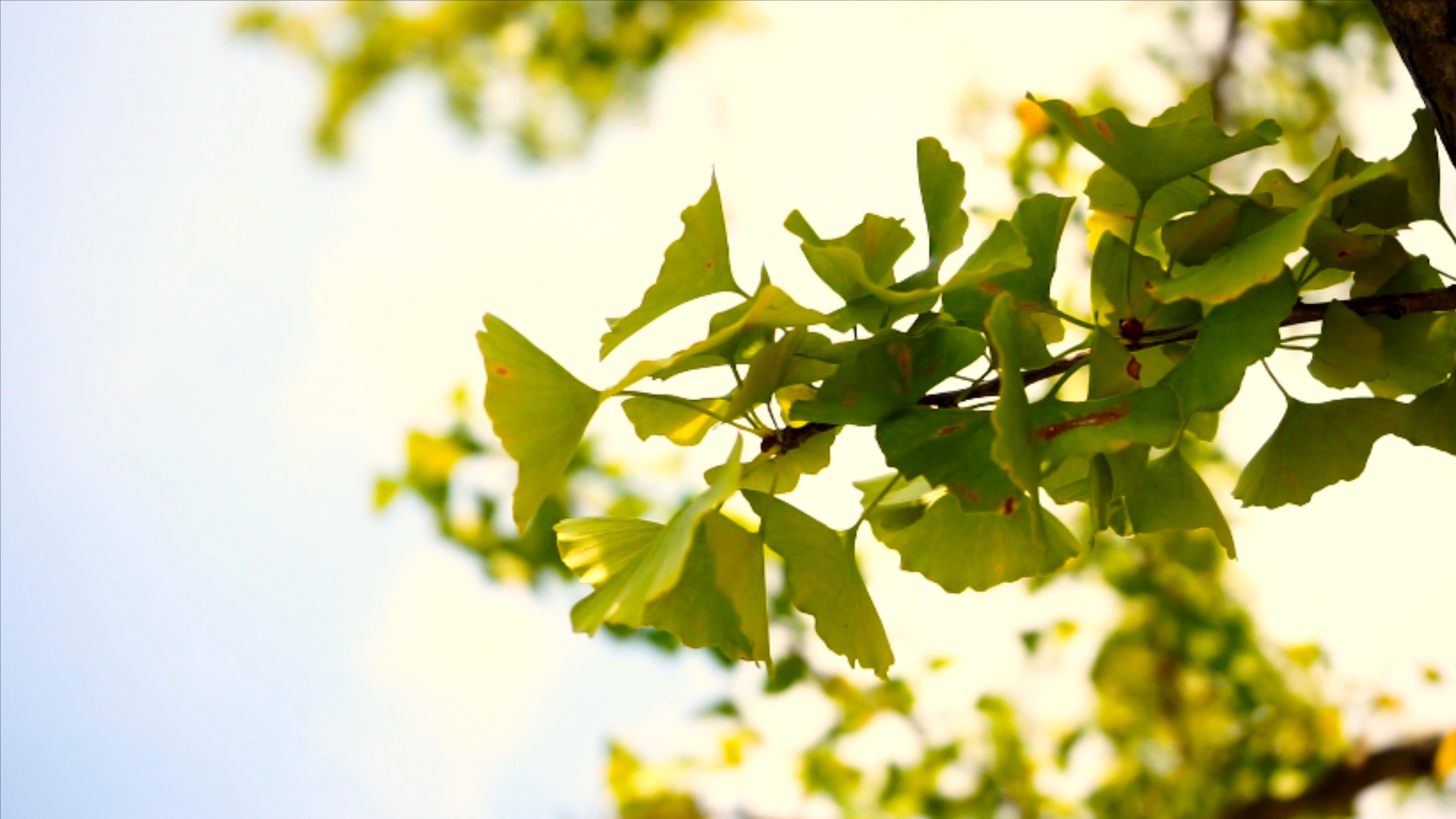 4K实拍自然风景金黄色枫叶视频的预览图