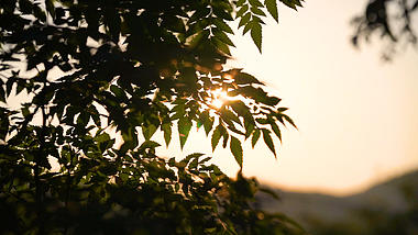4k实拍唯美意境逆光夕阳阳光透过树叶植物视频的预览图