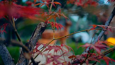 4k景区公园秋天红叶实拍视频的预览图