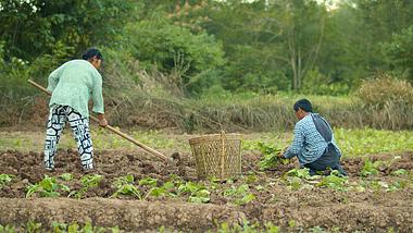 4k实拍农民在田间辛勤劳作种植蔬菜视频的预览图