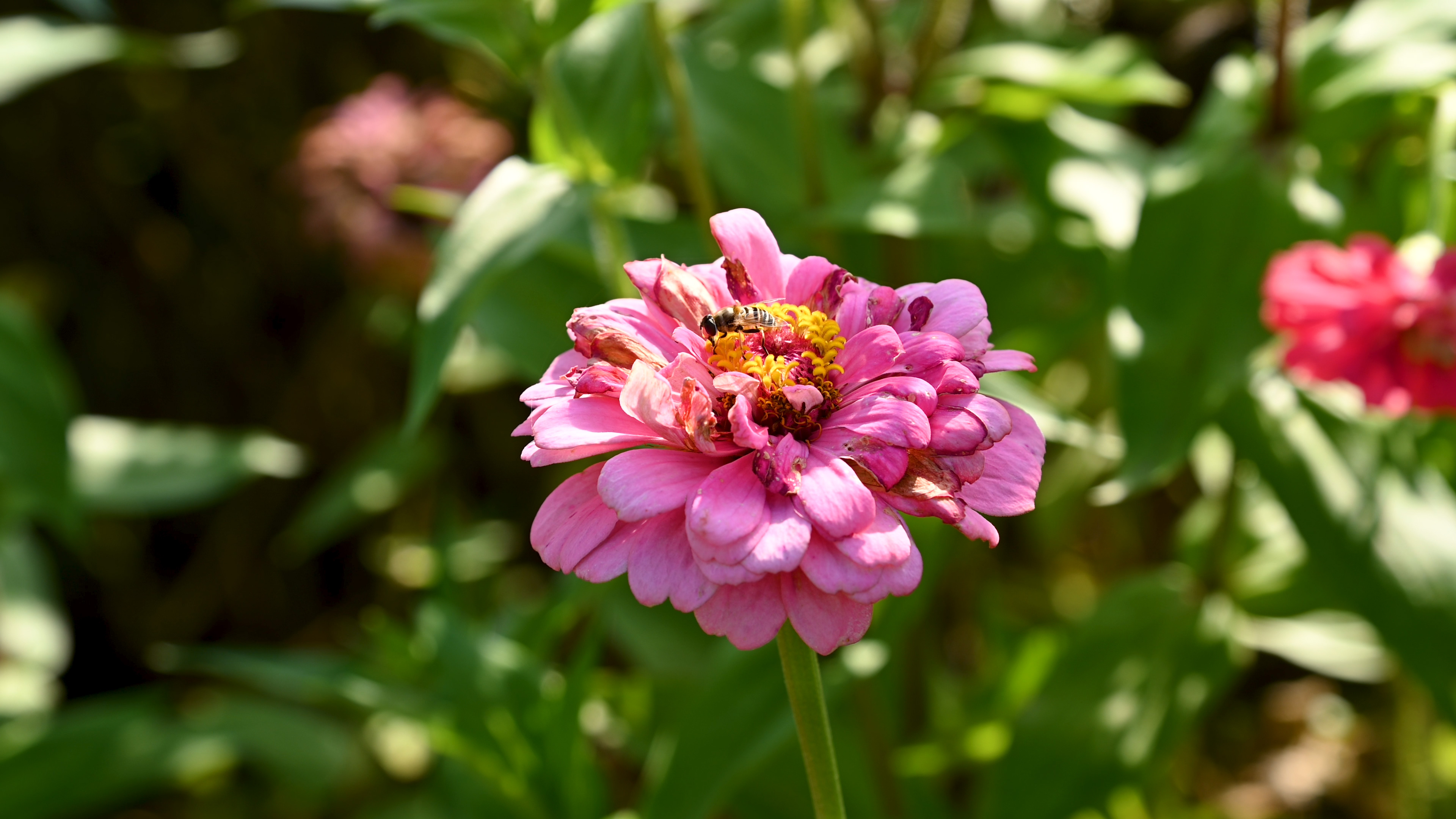 4K实拍夏季花朵上采蜜的蜜蜂小昆虫特写视频的预览图