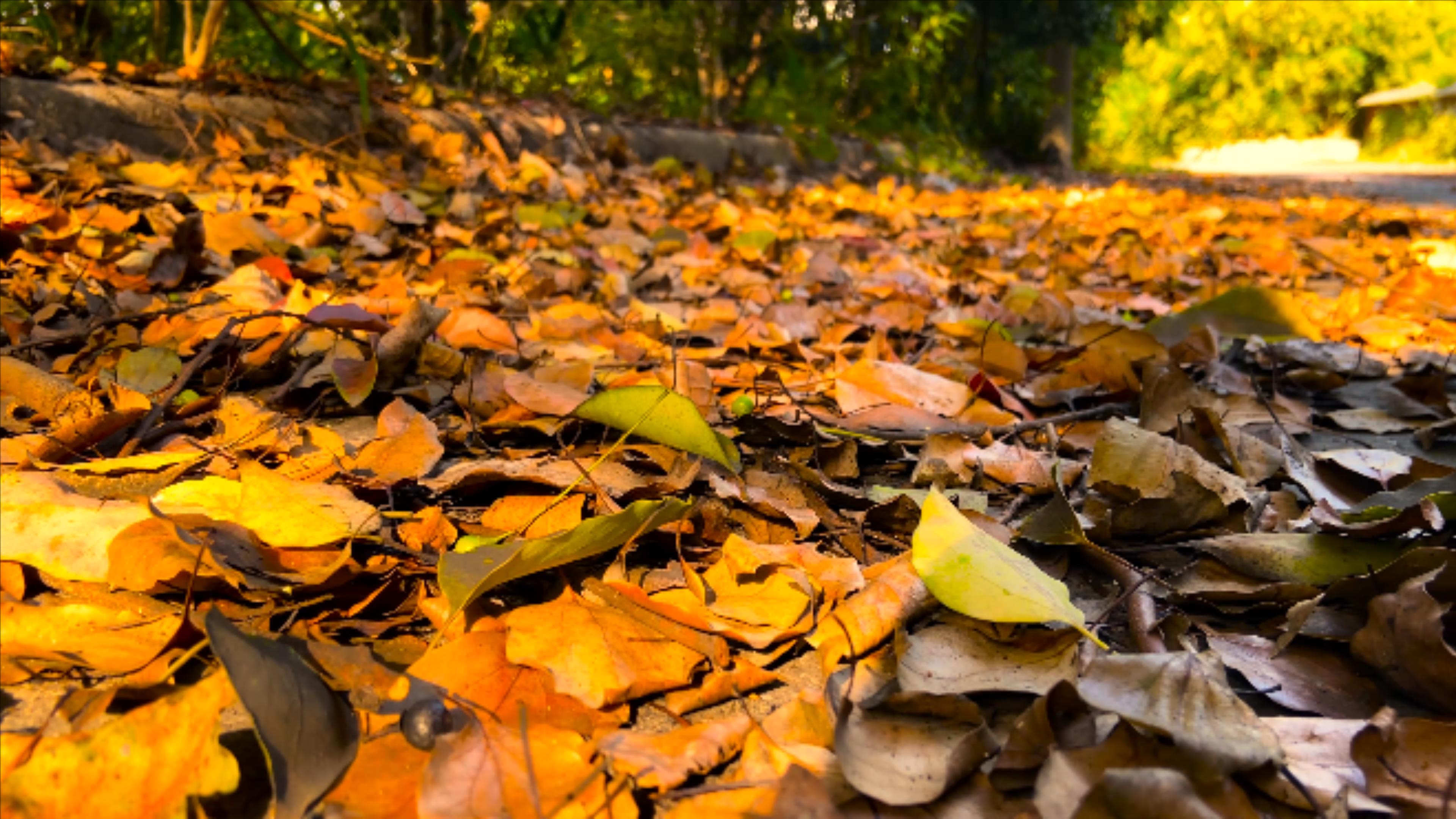4K实拍秋天道路上枯黄的落叶空镜视频的预览图