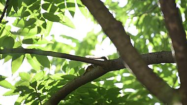 1080松鼠在树上懒洋洋的晒太阳自然风光视频的预览图