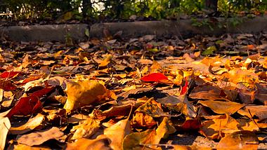 4K实拍秋天路边金色落叶景色视频的预览图