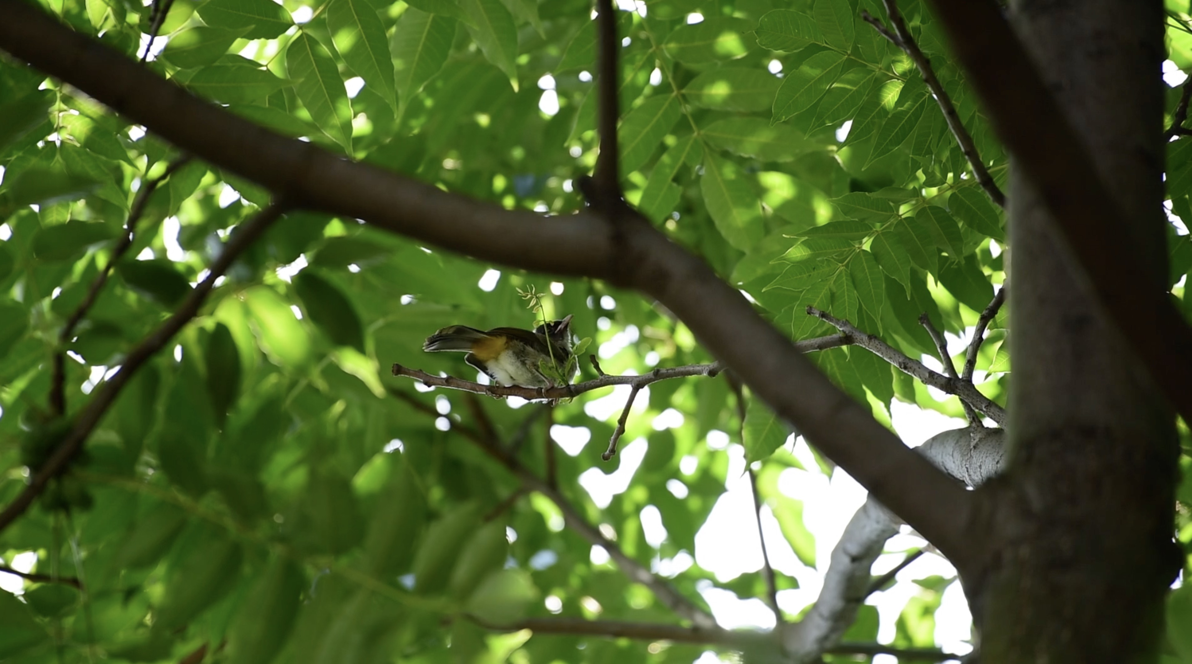 1080小鸟在树枝上嬉戏玩闹大自然风光视频的预览图