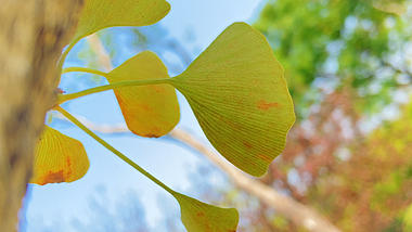 4K实拍金色银杏树叶自然风景视频的预览图