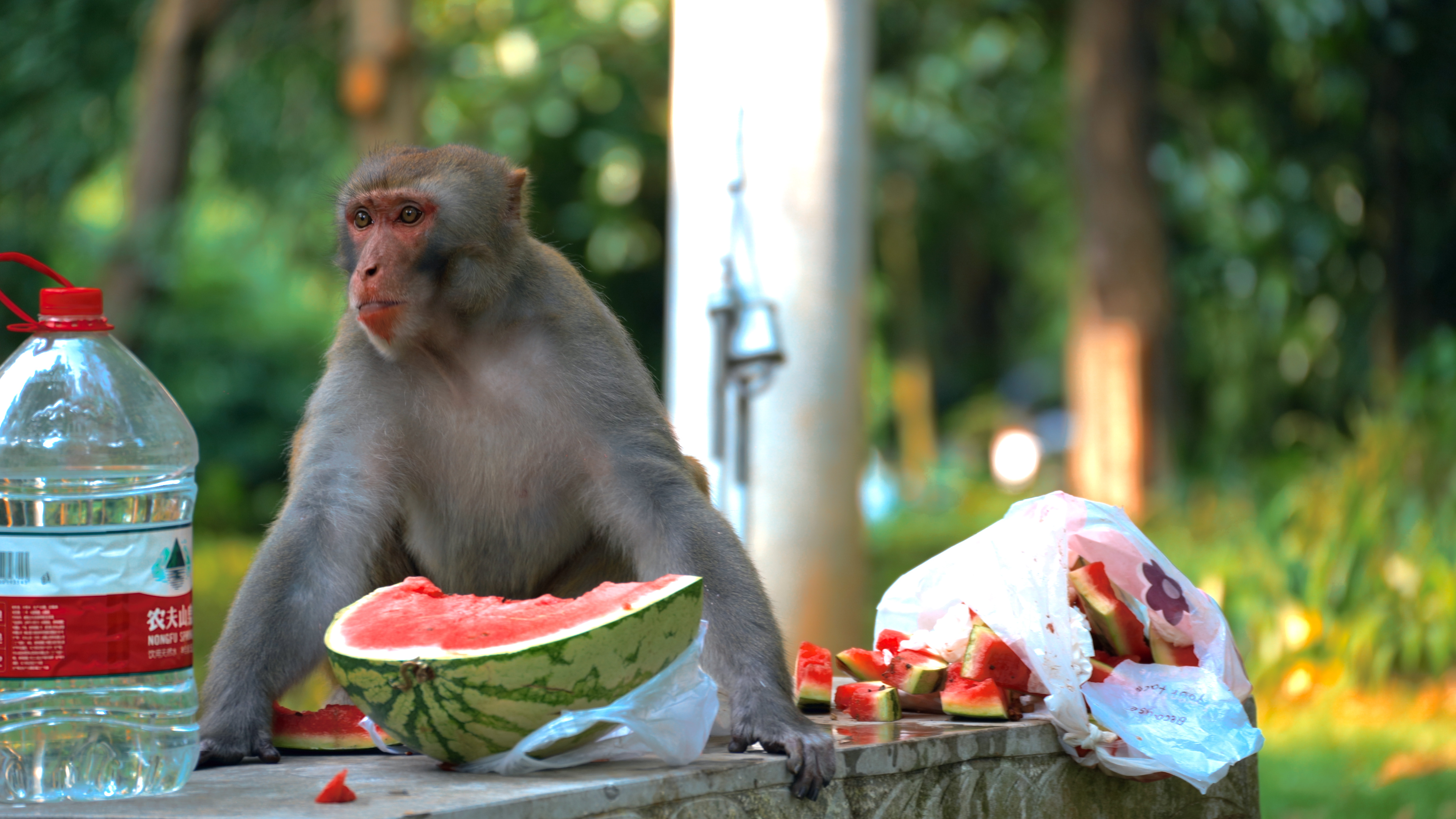 4K实拍猕猴公园吃西瓜视频的预览图