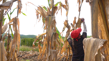 4K秋天丰收掰玉米农民农业空镜头视频的预览图
