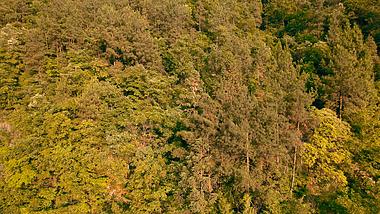 4K实拍秋天的景色深林秋景航拍视频视频的预览图