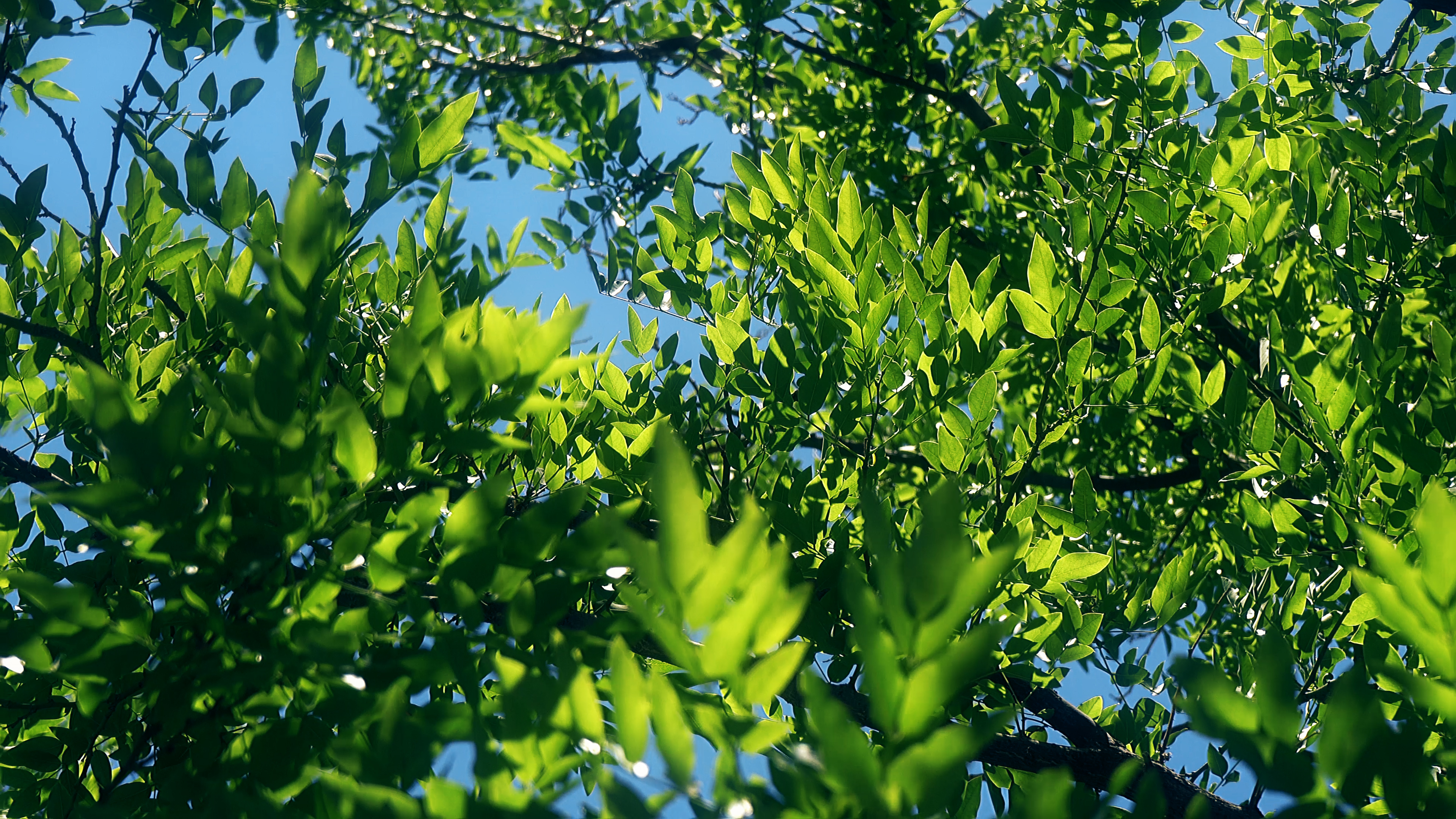 4K实拍阳光下绿树成荫绿植空镜视频的预览图