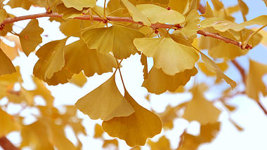 4K拍摄秋天风吹金色银杏树叶摇曳视频的预览图