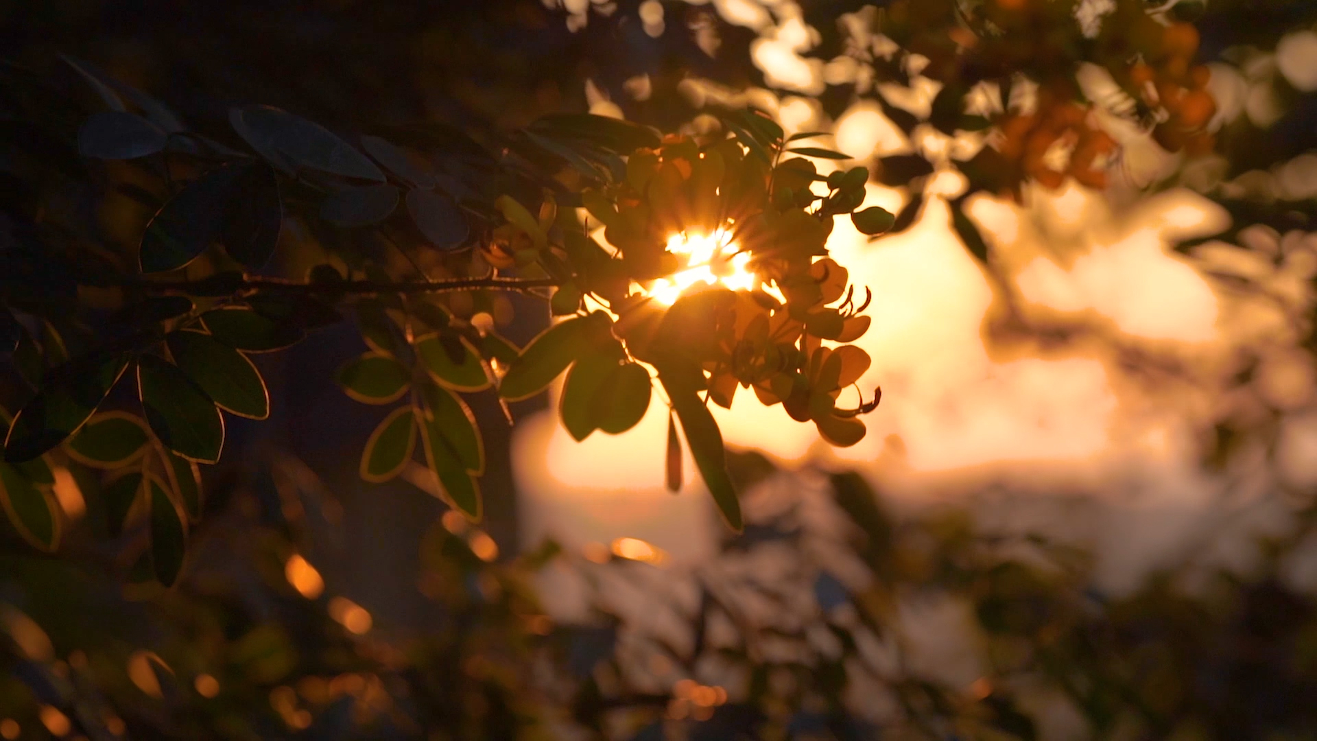 4k实拍唯美逆光花朵阳光透过植物视频的预览图