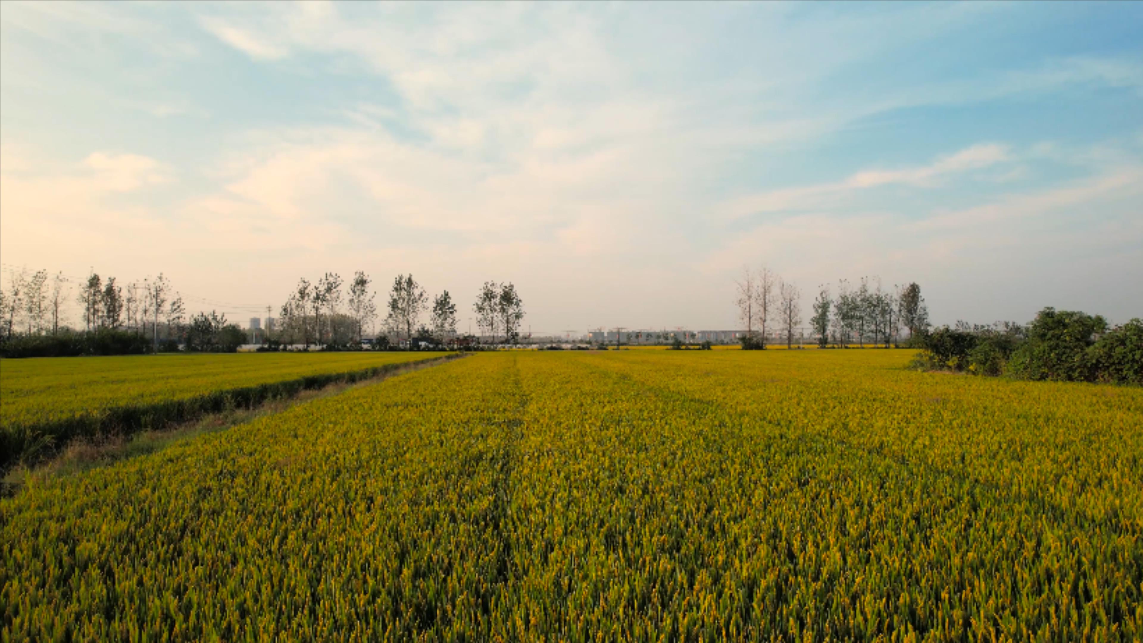 4K航拍农田水稻田水稻颗粒饱满视频的预览图