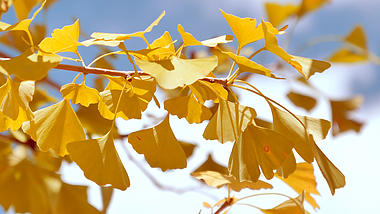 4K拍摄秋天风吹金色银杏树叶摇曳实拍视频的预览图
