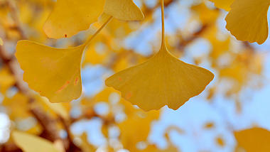 4K拍摄金色银杏树叶风吹摆动升格视频的预览图