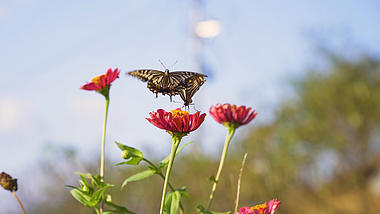 4k实拍唯美阳光下在花朵上采蜜的蝴蝶视频的预览图