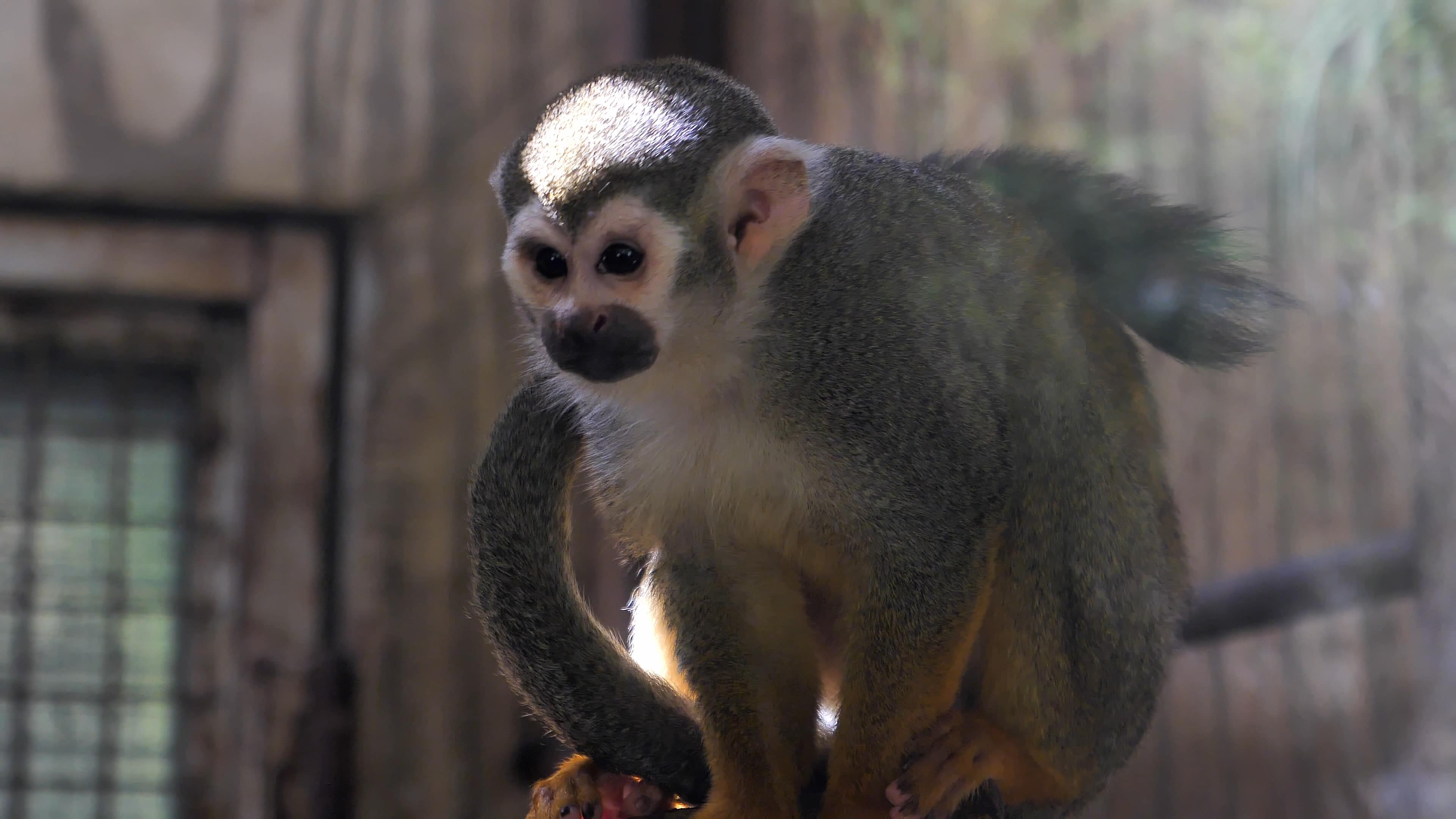 4K拍摄调皮玩耍的松鼠猴实拍视频的预览图